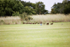 South Africa - Modimole: mabalingwe country club driving range - golf - photo by J.Stroh