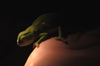 South Africa - Chamelion on a hand at night, Singita - photo by B.Cain