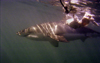 South Africa - Great white shark and chum, from cage, near Gansbaai - photo by B.Cain