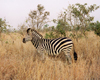 South Africa - Kruger National Park (Eastern Transvaal): lone zebra in the grassland - Equus burchelli - photo by M.Torres
