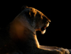 South Africa - Lioness at dusk, Singita - photo by B.Cain