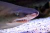 South Africa - Shark close-up at Two Oceans Aquarium, Cape Town - photo by B.Cain