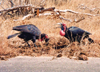 South Africa - Kruger Park (Eastern Transvaal): Ground hornbills enjoy a banquet of dung - Bromvoel - family: Bucerotidae - photo by M.Torres