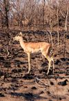 South Africa - Kruger Park (Eastern Transvaal): impala on burned ground - Aepyceros melampus - photo by M.Torres