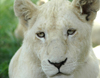 South Africa - Pilanesberg National Park: young white lioness - albino - albino - leon blanco - photo by K.Osborn