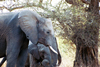 South Africa - Kruger Park: African elephant - mother and baby - photo by J.Stroh