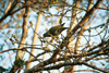 South Africa - Kruger Park: green dove - Chalcophaps indica - photo by J.Stroh