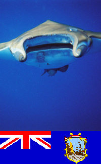 Saint Helena - Underwater photography - Manta Ray (photo by C.Breschi)