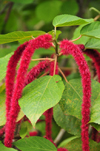 Rio de Ouro plantation / Roa Rio de Ouro - Agostinho Neto, Lobata district, So Tom and Prncipe / STP: Chenille plant - furry flowers of Acalypha hispida - Philippines Medusa, red hot cat's tail, fox tail / rabo de macaco, rabo de gato - photo by M.Torres