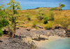 Lagoa Azul, Lobata district, So Tom and Prncipe / STP: beach and fishing boats under a giant baobab tree / praia e barcos de pesca debaixo de um embondeiro gigante - dongos - photo by M.Torres