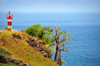 Lagoa Azul, Lobata district, So Tom and Prncipe / STP: lighthouse and baobab on the edge of land / farol e embondeiro na falsia - photo by M.Torres