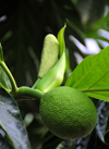 Anamb / Anabom, Lemb district, So Tom and Prncipe / STP: breadfruit on the tree - Artocarpus altilis / fruta po na rvore - photo by M.Torres