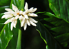 Saudade Plantation /  Fazenda Saudade, M-Zchi district, So Tom and Prncipe / STP: coffee plant - flower of the arabica variety - Coffea arabica / planta de caf - flr da variedade arbica - photo by M.Torres