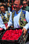 Cagliari, Sardinia / Sardegna / Sardigna: Feast of Sant'Efisio / Sagra di Sant'Efisio - giving away rose petals for 'Sa Ramadura' - photo by M.Torres