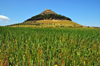 Las Plassas / Is Pratzas, Medio Campidano province, Sardinia / Sardegna / Sardigna: Marmilla / Las Plassas castle and its conical hill seen from a filed of wheat - built by Eleonora d'Arborea - castello giudicale di Las Plassas - photo by M.Torres