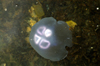 Scotland - Islay Island - Bowmore: Moon jellyfish in the harbour - looking at the moon jellyfish from above, you can see four purple horseshoe-shaped parts, these are the gonads, or primary sex glands. - photo by C.McEachern