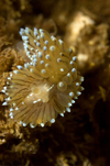 St. Abbs, Berwickshire, Scottish Borders Council, Scotland: Crystal tips nudibranch - Janolus cristatus - photo by D.Stephens