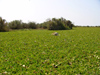 Senegal - Djoudj National Bird Sanctuary:  invading salvinia - photo by G.Frysinger