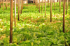 Mahe, Seychelles: Anse  la Mouche - cabbages in a greenhouse - agriculture - photo by M.Torres