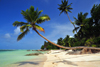 Mahe, Seychelles: Anse Royal - quintessential tropical beach - deep blue sky, emerald water, golden sand, coconut trees - photo by M.Torres