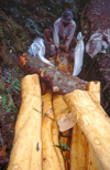 Mahe island: collecting cinnamon / canela (photo by Francisca Rigaud)