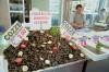 Sicily / Sicilia - Siracusa: mussels for sale - cozze depurate (photo by Juraj Kaman)