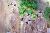 Singapore / SIN : grey meercat, aka Suricate at the Zoo - Suricata suricatta (photo by Juraj Kaman)