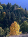 Slovakia - Velka Fatra / Greater Fatra National park / Stredoslovensk - Liptov region: forest - photo by  J.Kaman