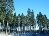 Slovakia - Ocova: Winter - Larch trees near the village - Zvolen District - Bansk Bystrica Region - photo by Milos Bercik