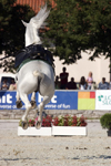 Slovenia - Lipica / Lipizza - Goriska region: Lipica stud farm - a lipizzaner horse jumps - airs above the ground - dressage - photo by I.Middleton