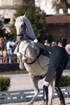 Slovenia - Lipica - Goriska region: Lipica stud farm - the world famous lipizzaner horses perform - photo by I.Middleton