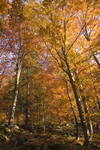 Slovenia - Kocevski Rog: forest and hills surrounding Kocevje - photo by I.Middleton