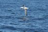 South Georgia Island - Southern Royal Albatross - Albatros royal - Diomedea epomophora - Antarctic region images by C.Breschi