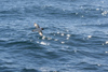 South Georgia Island - Cape Petrel in flight - Daption capense - Damier du Cap - Antarctic region images by C.Breschi