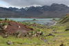 South Georgia Island - Hutsvik - Tussac Grass - Parodiochloa flabellata - Antarctic region images by C.Breschi