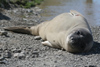 South Georgia Island - Southern Elephant Seal - Mirounga leonina - on the side - lphant de mer austral - Antarctic region images by C.Breschi