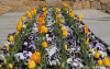 Spain / Espaa - vila: tulips at Plaza Calvo Sotelo (photo by M.Torres)