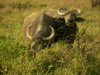 Sri Lanka - Ganemulla region - buffalos in a paddy field - photo by K.Y.Ganeshapriya