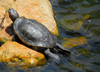 Colombo, Sri Lanka: turtle on a boulder - pond in the Gardens of the Hilton Hotel - photo by M.Torres