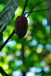 Palapathwela / Palapatwala, Matale, Central province, Sri Lanka: cocoa fruit on the tree - Theobroma cacao - LuckGrove Gardens - photo by M.Torres