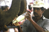 Kegalle, Sabaragamuwa province, Sri Lanka: mahout bootle feeding baby elephant, Pinnawela Elephant Orphanage - photo by B.Cain