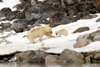 Svalbard - Spitsbergen island: a mother polar bear and first season cub dine contentedly on whale flesh. Dead whales provide a food bounty that can last over a year - bear family scene - photo by R.Eime