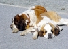 Switzerland / Suisse / Schweiz / Svizzera - Zermatt: St. Bernard dog / chien Saint-Bernard / Hund - Alps (photo by C.Roux)