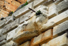 Crac des Chevaliers / Hisn al-Akrad, Al Hosn, Homs Governorate, Syria: lion sculpted over an internal gate - Southeast tower - UNESCO World Heritage Site - photo by M.Torres /Travel-Images.com