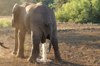 Africa - Tanzania - Toilet stop for an elephant in Lake Manyara National Park - photo by A.Ferrari