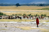 Tanzania - Masai shepherd in Ngorongoro Crater - Ngorongoro Conservation Area - Arusha Region - photo by A.Ferrari