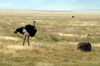 Tanzania - couple of Ostriches in Ngorongoro Crater (photo by A.Ferrari)