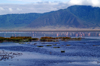 Tanzania - Flamingos on the Magadi Lake, Ngorongoro Crater (photo by A.Ferrari)