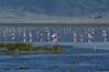 Tanzania - Flamingos on the Magadi Lake, Ngorongoro Crater (photo by A.Ferrari)