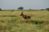 Africa - Tanzania - Kudu - Tragelaphus strepsiceros, in Serengeti National Park - photo by A.Ferrari